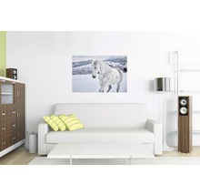 REINDERS Poster White Horse 61x91,5 cm