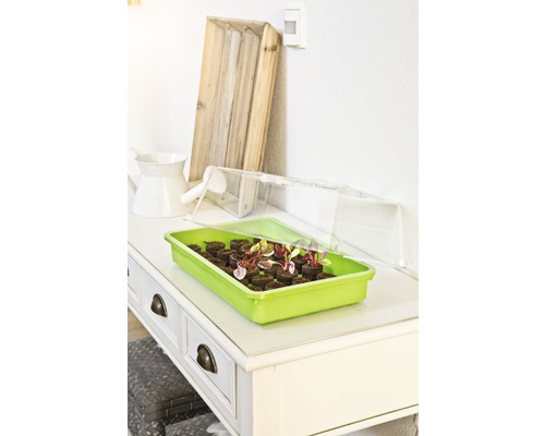 Zaaitray met zaaitabletten en planten op een tafel