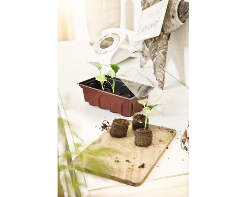 Zaadbak met planten en zaadpotten op een tafel