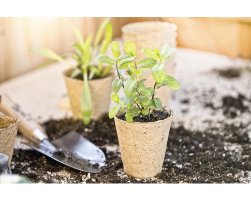 Close-up van een muntplant in een kweektpot met tuingereedschap en aarde
