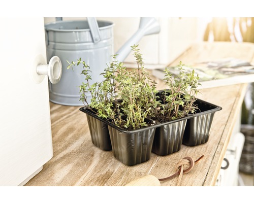 Zes tijmplanten in een zwarte plantenbak op een houten tafel, samen met een gieter.