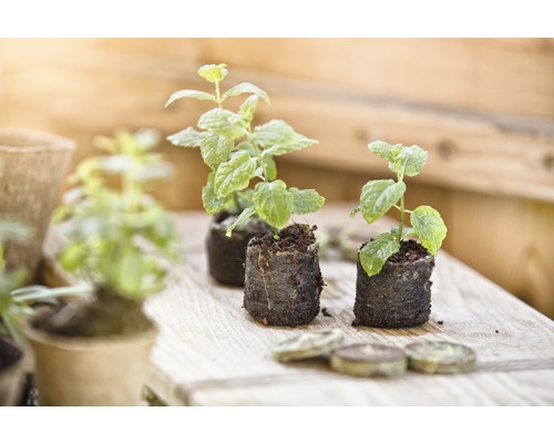 Drie jonge muntplanten op een houten oppervlak met zaaitabletten