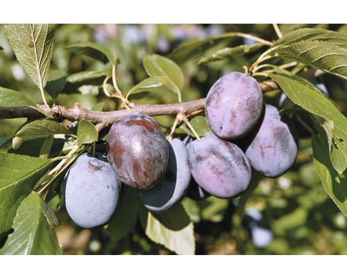 FLORASELF® Pruimenboom Prunus domestica 'Hanita' potmaat Ø24 cm