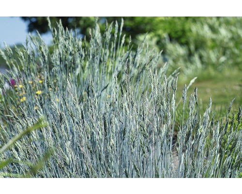 FLORASELF Blauw Schapengras Festuca glauca 'Intense Blue' potmaat Ø 32.0 cm H 50-60 cm