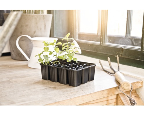 Zaaitray met jonge planten naast een kleine hark