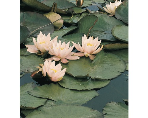 FLORASELF Waterlelie Nymphaea marliaceae 'Carnea' potmaat Ø 18.0 cm H 20-30 cm Waterlelies op het water met groene bladeren