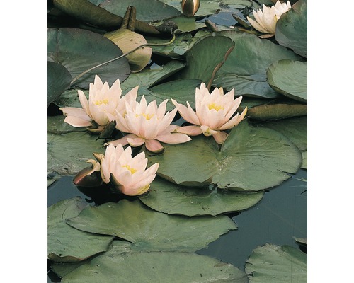 FLORASELF Waterlelie Nymphaea marliaceae 'Carnea' potmaat Ø 18.0 cm H 20-30 cm