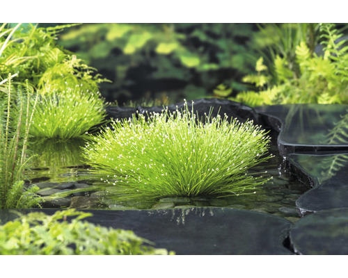 Vijverscène met grasachtige waterplanten en stenen