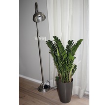 Vloerlamp en Zamioculcas kamerplant in een ruimte.