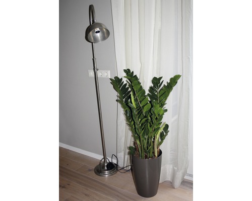 Vloerlamp en Zamioculcas kamerplant in een ruimte.