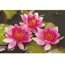 Drie rode waterleliebloemen op groene bladeren in het water