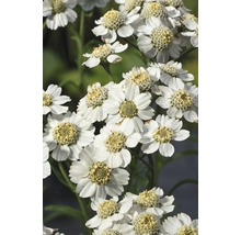 FLORASELF® Sneeuwbal plantje Achillia Ptarmica wit potmaat Ø 9 cm
