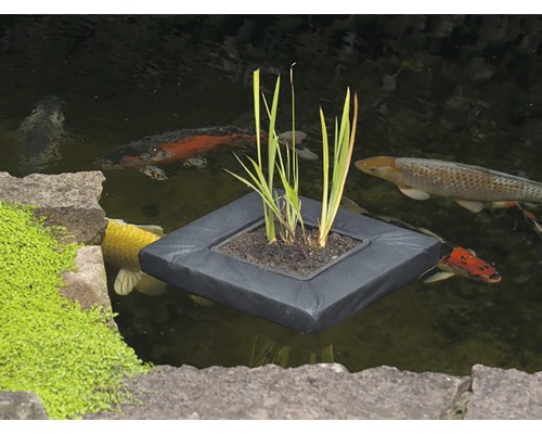 Zwevend planteneiland in de vijver met koi karpers