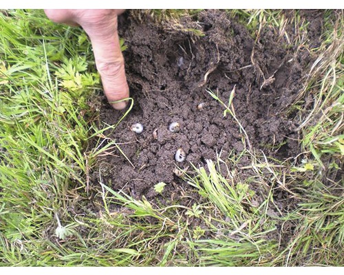 Enge wormen in de grond, aangewezen met een vinger