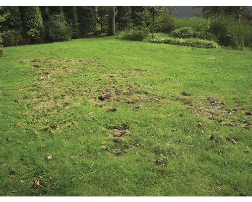 Beschadigd gazon in een tuin