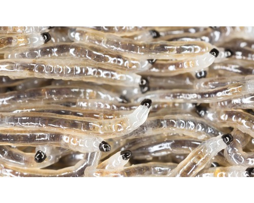 Close-up van muggenlarven