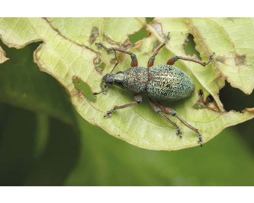 Snuitkever op een blad