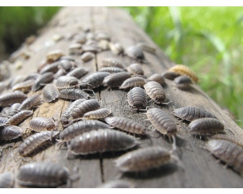 Houten bestrating met pissebedden