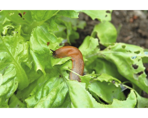 Spaanse aardslak op slabladeren in de tuin