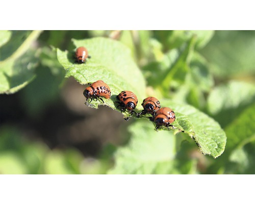 Aardappelkevers op een blad