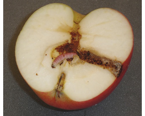 Doorgesneden appel met worminfectie