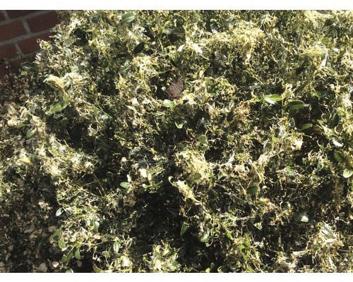 Buxus met schade door buxusmot