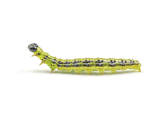 Groene rups met zwarte stippen