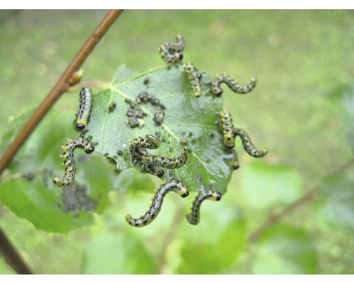 Blad met rupsenplaag in de tuin
