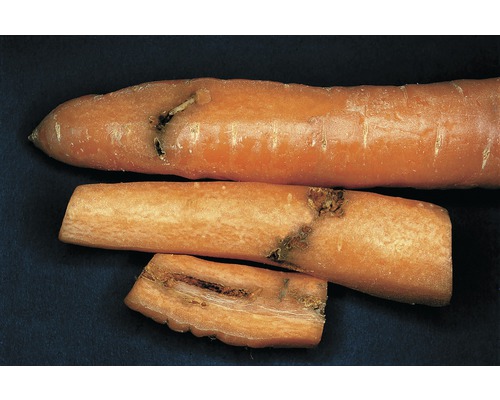 Drie wortelen met schade door plantenziekten