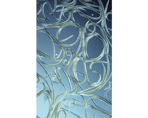 Nematoden voor ongediertebestrijding in de tuin