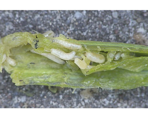 Close-up van een opengesneden plant met larven erin