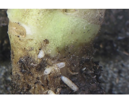 Close-up van een plantenwortel met wortelvlieglarven