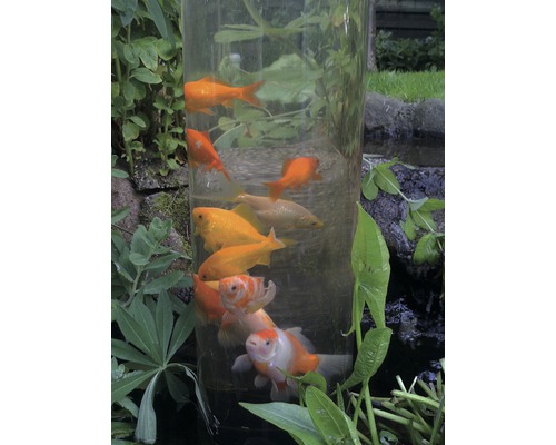 Heldere cilindervormige vijver met goudvissen in de tuinvijver