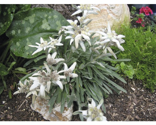 Edelweiss plant in de tuin