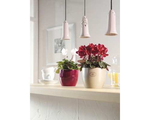 Twee bloeiende cyclamen in potten op een aanrecht, gedecoreerd onder hanglampen.