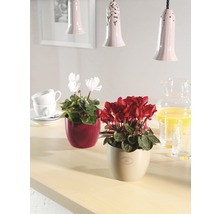 Decoratief arrangement met kamerplanten in potten op een tafel