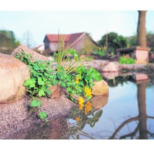 Vijverontwerp met oeverversteviging, planten en waterreflectie