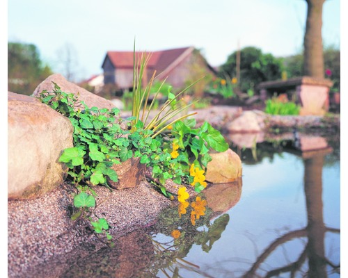 Vijverontwerp met oeverversteviging, planten en waterreflectie
