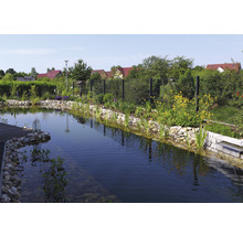 Tuinvijver met stenen, planten en een hek op de achtergrond.