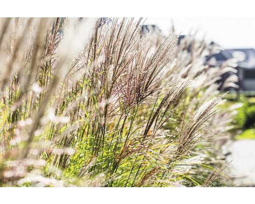 Olifantsgras Miscanthus sinensis 'Ferner Osten' potmaat 19 cm H 10-80 cm