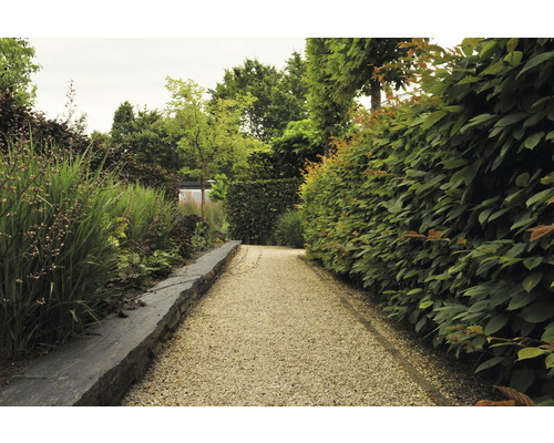 Tuinpad met grind en heggen