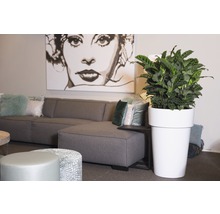 Inrichtingsvoorbeeld met grijze bank, kunstwerk en plant in een witte plantenbak