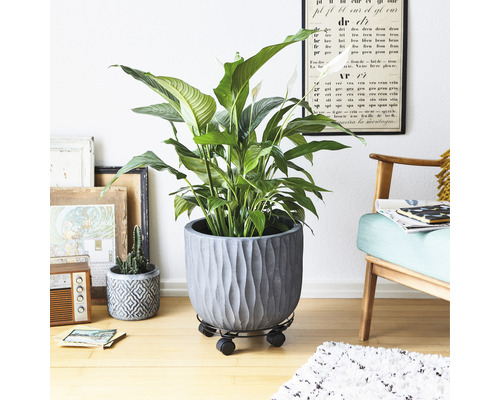 Interieurbeeld met een vredeslelie in pot op een plantenroller.