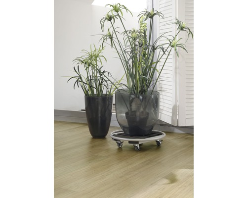 Twee papyrusplanten in potten, waarvan één op een plantenroller.