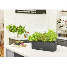Kruiden en aardbeien in plantenbakken op een aanrecht.