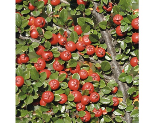 Tak van de dwergmispel met groene bladeren en rode bessen