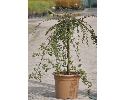 Dwergmispel als hoogstam in pot