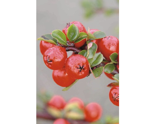 Tak met dwergmispelbessen en bladeren