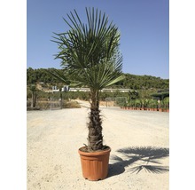 Hennep palmboom in een pot voor de tuin
