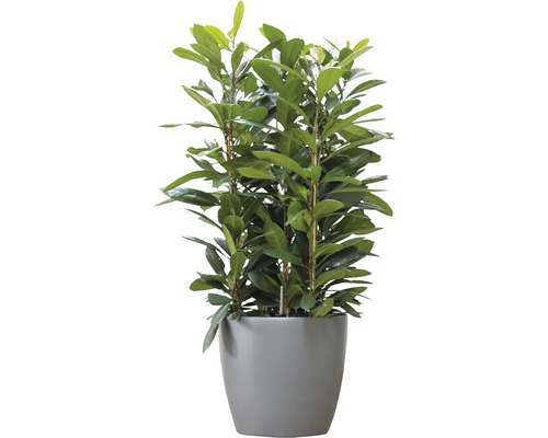 Laurierkers in pot